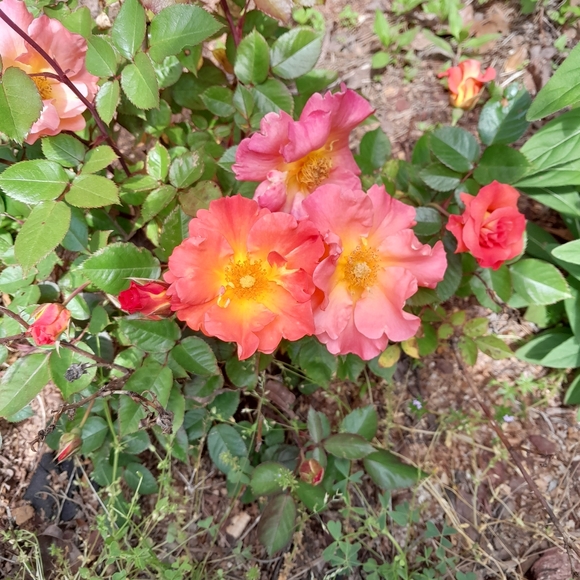 Meet your Posher, Amy - Picture 3 of 3